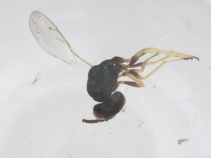  ( - CBG-B04056-B04)  @11 [ ] CreativeCommons - Attribution Share - Alike (2025) Centre for Biodiversity Genomics Centre for Biodiversity Genomics