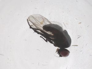  ( - CBG-B04057-A09)  @11 [ ] CreativeCommons - Attribution Share - Alike (2025) Centre for Biodiversity Genomics Centre for Biodiversity Genomics