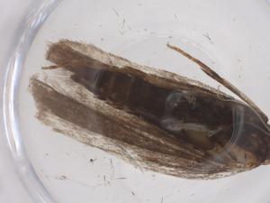  ( - CBG-B04057-E05)  @11 [ ] CreativeCommons - Attribution Share - Alike (2025) Centre for Biodiversity Genomics Centre for Biodiversity Genomics