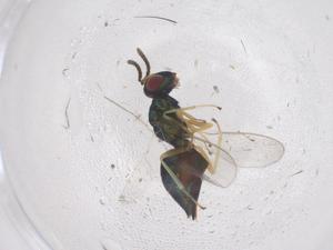  ( - CBG-B04057-E11)  @11 [ ] CreativeCommons - Attribution Share - Alike (2025) Centre for Biodiversity Genomics Centre for Biodiversity Genomics