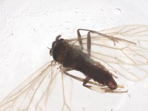  ( - CBG-B04057-G01)  @11 [ ] CreativeCommons - Attribution Share - Alike (2025) Centre for Biodiversity Genomics Centre for Biodiversity Genomics