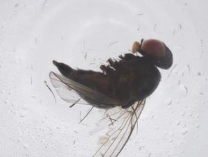  ( - CBG-B04058-E12)  @11 [ ] CreativeCommons - Attribution Share - Alike (2025) Centre for Biodiversity Genomics Centre for Biodiversity Genomics