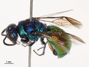  ( - CBG-B04127-B12)  @11 [ ] CreativeCommons - Attribution Share - Alike (2025) CBG Photography Group Centre for Biodiversity Genomics