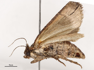  ( - CBG-B04127-C06)  @11 [ ] CreativeCommons - Attribution Share - Alike (2025) CBG Photography Group Centre for Biodiversity Genomics