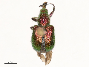  ( - CBG-B04127-E09)  @11 [ ] CreativeCommons - Attribution Share - Alike (2025) CBG Photography Group Centre for Biodiversity Genomics