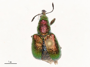  ( - CBG-B04127-E10)  @11 [ ] CreativeCommons - Attribution Share - Alike (2025) CBG Photography Group Centre for Biodiversity Genomics