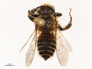  ( - CBG-B04127-H11)  @11 [ ] CreativeCommons - Attribution Share - Alike (2025) CBG Photography Group Centre for Biodiversity Genomics