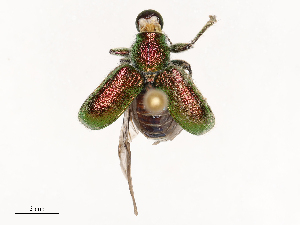  ( - CBG-B04131-B08)  @11 [ ] CreativeCommons - Attribution Share - Alike (2025) CBG Photography Group Centre for Biodiversity Genomics