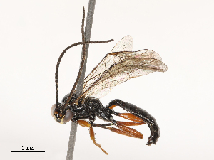  ( - CBG-B04131-C10)  @11 [ ] CreativeCommons - Attribution Share - Alike (2025) CBG Photography Group Centre for Biodiversity Genomics