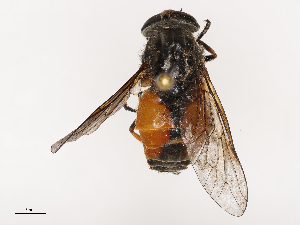  ( - CBG-B04133-A03)  @11 [ ] CreativeCommons - Attribution Share - Alike (2025) CBG Photography Group Centre for Biodiversity Genomics