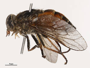  ( - CBG-B04133-A04)  @11 [ ] CreativeCommons - Attribution Share - Alike (2025) CBG Photography Group Centre for Biodiversity Genomics