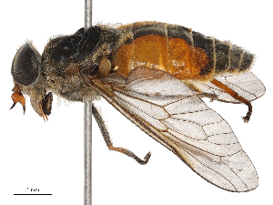  ( - CBG-B04133-B01)  @11 [ ] CreativeCommons - Attribution Share - Alike (2025) CBG Photography Group Centre for Biodiversity Genomics