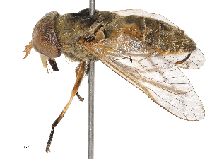  ( - CBG-B04133-B02)  @11 [ ] CreativeCommons - Attribution Share - Alike (2025) CBG Photography Group Centre for Biodiversity Genomics