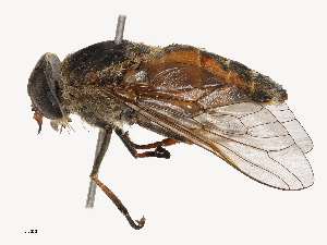  ( - CBG-B04133-B04)  @11 [ ] CreativeCommons - Attribution Share - Alike (2025) CBG Photography Group Centre for Biodiversity Genomics