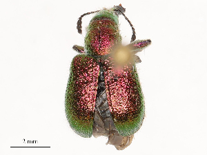  ( - CBG-B04133-G03)  @11 [ ] CreativeCommons - Attribution Share - Alike (2025) CBG Photography Group Centre for Biodiversity Genomics