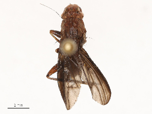  ( - CBG-B04133-H07)  @11 [ ] CreativeCommons - Attribution Share - Alike (2025) CBG Photography Group Centre for Biodiversity Genomics