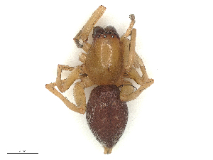  ( - CBG-B04144-H09)  @11 [ ] CreativeCommons - Attribution Share - Alike (2025) CBG Photography Group Centre for Biodiversity Genomics