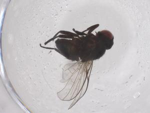  ( - CBG-B04146-E06)  @11 [ ] CreativeCommons - Attribution Share - Alike (2025) Centre for Biodiversity Genomics Centre for Biodiversity Genomics