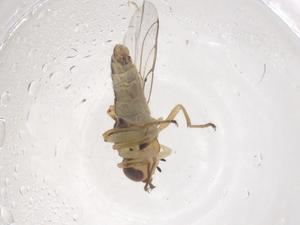  ( - CBG-B04146-H02)  @11 [ ] CreativeCommons - Attribution Share - Alike (2025) Centre for Biodiversity Genomics Centre for Biodiversity Genomics