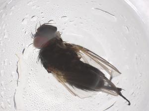  ( - CBG-B04146-H11)  @11 [ ] CreativeCommons - Attribution Share - Alike (2025) Centre for Biodiversity Genomics Centre for Biodiversity Genomics