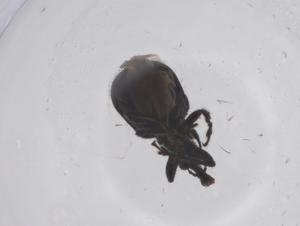  ( - CBG-B04147-C05)  @11 [ ] CreativeCommons - Attribution Share - Alike (2025) Centre for Biodiversity Genomics Centre for Biodiversity Genomics