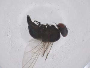  ( - CBG-B04148-F11)  @11 [ ] CreativeCommons - Attribution Share - Alike (2025) Centre for Biodiversity Genomics Centre for Biodiversity Genomics