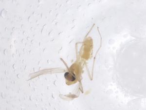  ( - CBG-B04157-H07)  @11 [ ] CreativeCommons - Attribution Share - Alike (2025) Centre for Biodiversity Genomics Centre for Biodiversity Genomics