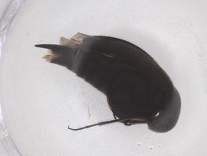  ( - CBG-B04158-G08)  @11 [ ] CreativeCommons - Attribution Share - Alike (2025) Centre for Biodiversity Genomics Centre for Biodiversity Genomics