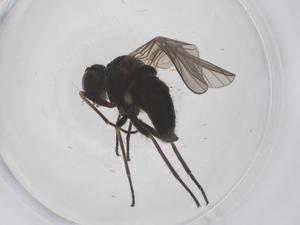  (Symphoromyia immaculata - CBG-B04159-A07)  @11 [ ] CreativeCommons - Attribution Share - Alike (2025) Centre for Biodiversity Genomics Centre for Biodiversity Genomics