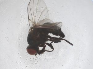  ( - CBG-B04159-F11)  @11 [ ] CreativeCommons - Attribution Share - Alike (2025) Centre for Biodiversity Genomics Centre for Biodiversity Genomics