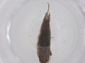  ( - CBG-B04160-A05)  @11 [ ] CreativeCommons - Attribution Share - Alike (2025) Centre for Biodiversity Genomics Centre for Biodiversity Genomics