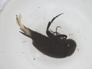  ( - CBG-B04161-A06)  @11 [ ] CreativeCommons - Attribution Share - Alike (2025) Centre for Biodiversity Genomics Centre for Biodiversity Genomics