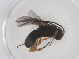  ( - CBG-B04161-B03)  @11 [ ] CreativeCommons - Attribution Share - Alike (2025) Centre for Biodiversity Genomics Centre for Biodiversity Genomics