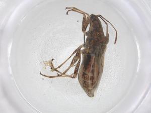  ( - CBG-B04161-C12)  @11 [ ] CreativeCommons - Attribution Share - Alike (2025) Centre for Biodiversity Genomics Centre for Biodiversity Genomics