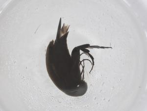  ( - CBG-B04161-D10)  @11 [ ] CreativeCommons - Attribution Share - Alike (2025) Centre for Biodiversity Genomics Centre for Biodiversity Genomics