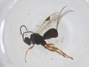  ( - CBG-B04161-F09)  @11 [ ] CreativeCommons - Attribution Share - Alike (2025) Centre for Biodiversity Genomics Centre for Biodiversity Genomics