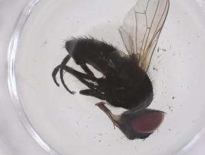  ( - CBG-B04165-C03)  @11 [ ] CreativeCommons - Attribution Share - Alike (2025) Centre for Biodiversity Genomics Centre for Biodiversity Genomics