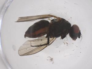  ( - CBG-B04165-C06)  @11 [ ] CreativeCommons - Attribution Share - Alike (2025) Centre for Biodiversity Genomics Centre for Biodiversity Genomics