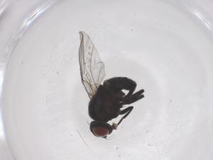  ( - CBG-B04165-E11)  @11 [ ] CreativeCommons - Attribution Share - Alike (2025) Centre for Biodiversity Genomics Centre for Biodiversity Genomics