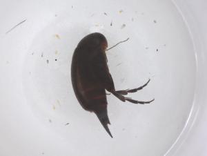  ( - CBG-B05016-A01)  @11 [ ] CreativeCommons - Attribution Share - Alike (2025) Centre for Biodiversity Genomics Centre for Biodiversity Genomics