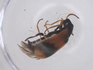  ( - CBG-B05016-D04)  @11 [ ] CreativeCommons - Attribution Share - Alike (2025) Centre for Biodiversity Genomics Centre for Biodiversity Genomics