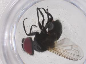  ( - CBG-B05017-F04)  @11 [ ] CreativeCommons - Attribution Share - Alike (2025) Centre for Biodiversity Genomics Centre for Biodiversity Genomics