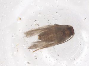  ( - CBG-B05017-H06)  @11 [ ] CreativeCommons - Attribution Share - Alike (2025) Centre for Biodiversity Genomics Centre for Biodiversity Genomics