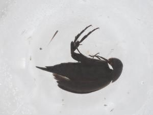  ( - CBG-B05018-C05)  @11 [ ] CreativeCommons - Attribution Share - Alike (2025) Centre for Biodiversity Genomics Centre for Biodiversity Genomics