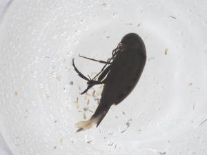  ( - CBG-B05018-G10)  @11 [ ] CreativeCommons - Attribution Share - Alike (2025) Centre for Biodiversity Genomics Centre for Biodiversity Genomics