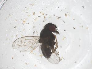  ( - CBG-B05018-H06)  @11 [ ] CreativeCommons - Attribution Share - Alike (2025) Centre for Biodiversity Genomics Centre for Biodiversity Genomics