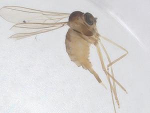  ( - CBG-B05020-C11)  @11 [ ] CreativeCommons - Attribution Share - Alike (2025) Centre for Biodiversity Genomics Centre for Biodiversity Genomics