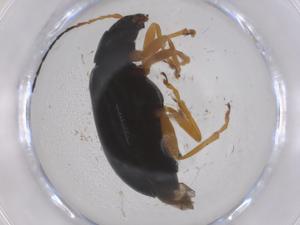  ( - CBG-B05021-C03)  @11 [ ] CreativeCommons - Attribution Share - Alike (2025) Centre for Biodiversity Genomics Centre for Biodiversity Genomics