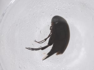  ( - CBG-B05021-G08)  @11 [ ] CreativeCommons - Attribution Share - Alike (2025) Centre for Biodiversity Genomics Centre for Biodiversity Genomics