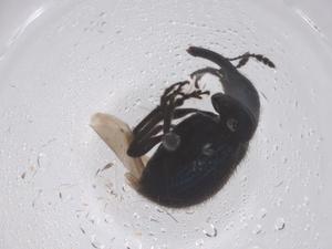  ( - CBG-B05021-G11)  @11 [ ] CreativeCommons - Attribution Share - Alike (2025) Centre for Biodiversity Genomics Centre for Biodiversity Genomics